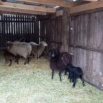 У вінницькому зоопарку напередодні Різдва народилися ягнята