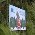 Скільки ялинок купили вінничани на свята: підсумки різдвяних ярмарків