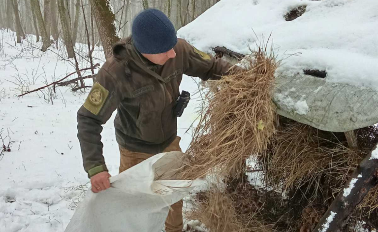 Диким тваринам у Вінницькій області допомагають пережити зиму: як відбувається підгодівля