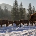 Неймовірне видовище на Вінниччині: у лісах помітили велике стадо зубрів