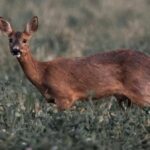На Вінниччині біля природного парку виявили сліди ймовірного незаконного полювання