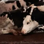 У Хмільницькому районі люди купили корову з лейкозом