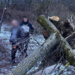 Mukachevo-Region-Police-Investigate-Death-of-8-Year-Old-Girl-Who-Was-Hit-by-a-Falling-Tree-800x445