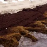 Океани на межі змін: вчені фіксують стрімке зростання морських водоростей