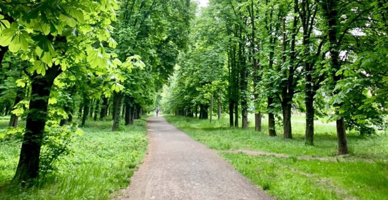 Понад 100 гектарів нових зелених зон: Вінниця активно збільшує «легені» громади