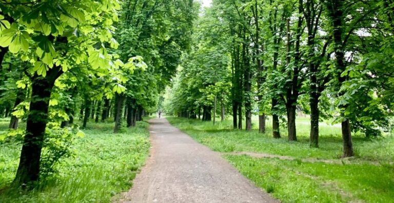 Понад 100 гектарів нових зелених зон: Вінниця активно збільшує «легені» громади