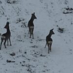 Біля заповідника на Вінниччині фотопастка «впіймала» косуль