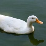 У Китаї чоловік знайшов у шлунку качки золото — скільки там було