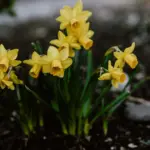 Якою буде погода на Вінниччині 23 березня
