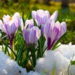 Жовтий рівень небезпеки: якою буде погода на Вінниччині 5 березня
