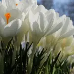 Весна набирає обертів: якою буде погода на Вінниччині 9 березня