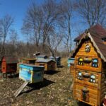 На Вінниччині масово гинуть бджоли: пасічники втрачають до 80% сімей
