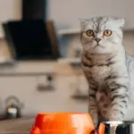 Для чого коти занурюють лапи у миску з водою