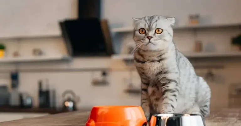 Для чого коти занурюють лапи у миску з водою