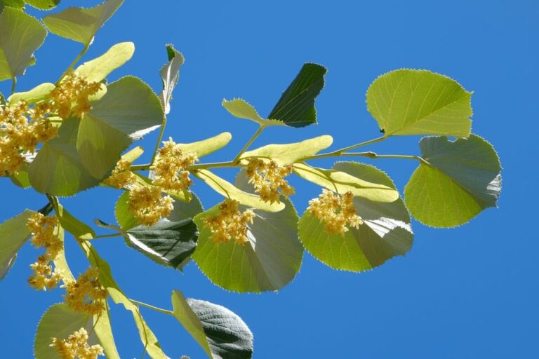 Липа біля дому – на щастя чи біду: що про це кажуть народні прикмети