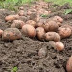 Не викидайте коробки з-під яєць: вони пришвидшать вирощування картоплі