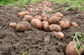 Не викидайте коробки з-під яєць: вони пришвидшать вирощування картоплі