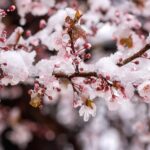 Заморозки до -5°: синоптики попередили про небезпечну погоду на Вінниччині 15 квітня
