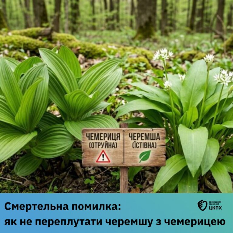 Як не переплутати черемшу і чемерицю: поради, які можуть врятувати життя