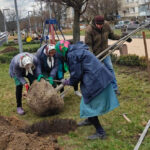 Весняне озеленення стартувало: тюльпанові дерева висадили на проспекті Космонавтів у Вінниці