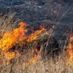 У Вінниці спіймали десятки паліїв: скільки штрафів виписали за спалювання сухостою