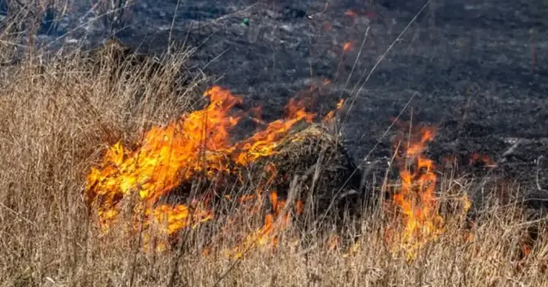 У Вінниці спіймали десятки паліїв: скільки штрафів виписали за спалювання сухостою