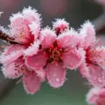 До -5° вночі: синоптики попередили про небезпечну погоду на Вінниччині 29 квітня