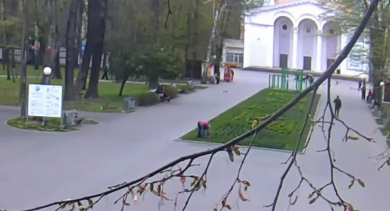 У Вінниці фіксують крадіжки квітів у парках серед білого дня (ВІДЕО)