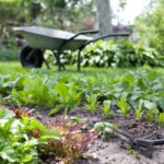 Які сільськогосподарські культури висаджувати у відкритий ґрунт у квітні