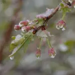 Напередодні Великодня у Вінниці та області очікуються заморозки