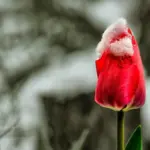 Сніг в Україні у квітні: коли і де очікується похолодання