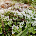 Весняне похолодання: на Вінниччині очікуються заморозки до -5°
