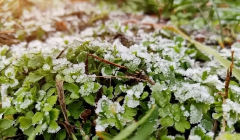 Весняне похолодання: на Вінниччині очікуються заморозки до -5°