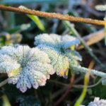 На Вінниччині очікуються заморозки до -5°: прогноз погоди на 22 квітня