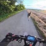 В Угорщині заєць збив чоловіка на самокаті: момент курйозного ДТП потрапив на відео