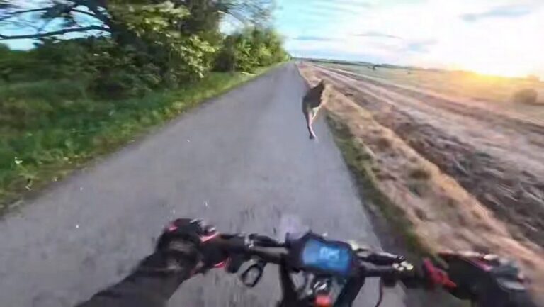 В Угорщині заєць збив чоловіка на самокаті: момент курйозного ДТП потрапив на відео
