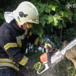 Пориви вітру повалили дерева на дорогах Вінниччини: підрозділи ДСНС 5 разів виїжджали на виклики