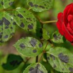 Чому на трояндах з’являються чорні плями та як врятувати кущ без використання хімії