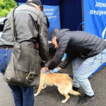 Сказ під контролем: у Вінниці безкоштовно вакцинували тисячі котів і собак