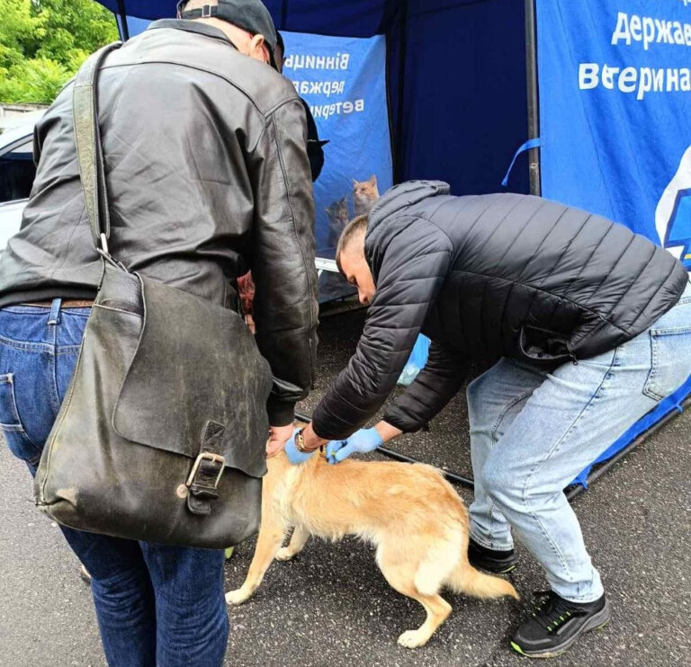 Сказ під контролем: у Вінниці безкоштовно вакцинували тисячі котів і собак