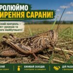 На Вінниччині з’являється сарана: чи є загроза масового нашестя