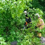 Повалені дерева та підтоплення дитсадка: як рятувальники боролися з наслідками негоди (ФОТО)