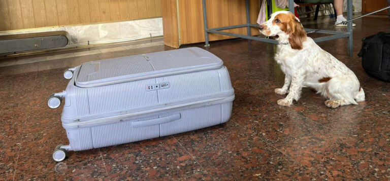 На Вінницькій митниці службовий собака знайшов канабіс у валізі іноземця