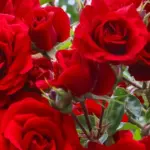 Щоб троянди цвіли безперервно: три натуральні добрива, які працюють найкраще