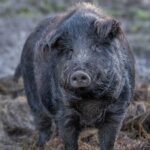 В Іллінецькій громаді зафіксували спалах африканської чуми диких свиней