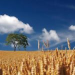 Спека до +34° і короткочасні дощі з грозами: прогноз на 1-2 липня
