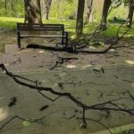 На дівчину в парку впала гілка: у потерпілої забій шиї