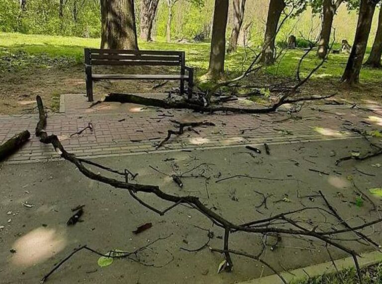 На дівчину в парку впала гілка: у потерпілої забій шиї