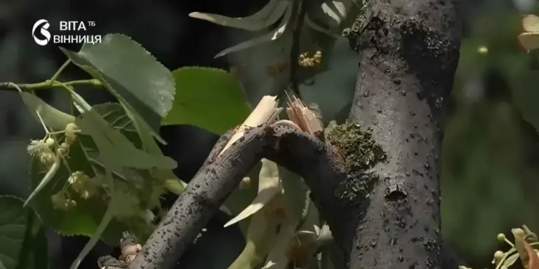 Вандалізм у центрі Вінниці: невідомі понівечили липи, висаджені 10 років тому