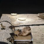 Як у Подільському зоопарку рятують тварин від аномальної спеки